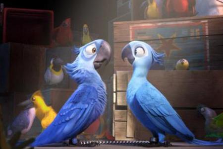 Blu trifft erstmals auf ein Blau-Ara-Weibchen Blu trifft erstmals auf ein Blau-Ara-Weibchen