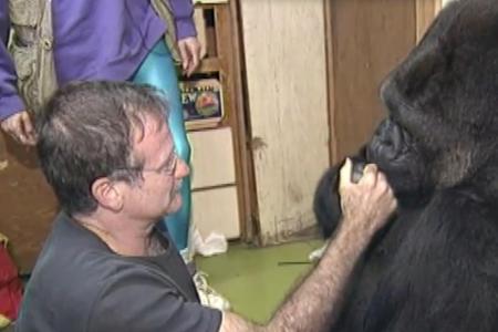 Selbst Gorilla-Dame Koko trauert um Robin Williams Selbst Gorilla-Dame Koko trauert um Robin Williams
