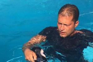 Antwort nach Shitstorm: Til Schweiger rettet Wespe