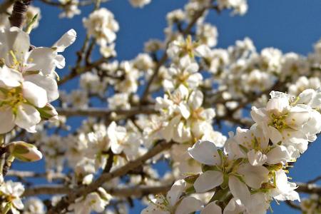 Wenn auf Mallorca die Mandelblüten sprießen, ist es genau der richtige Zeitpunkt, dem tristen, deutschen Wetter zu entfliehen Wenn auf Mallorca die Mandelblüten sprießen, ist es genau der richtige Zeitpunkt, dem tristen, deutschen Wetter zu entfliehen