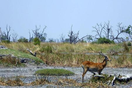 VW Amarok Botswana Okavangodelta