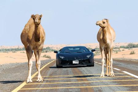 Lamborghini Aventador LP 700-4, Frontansicht, Kamele