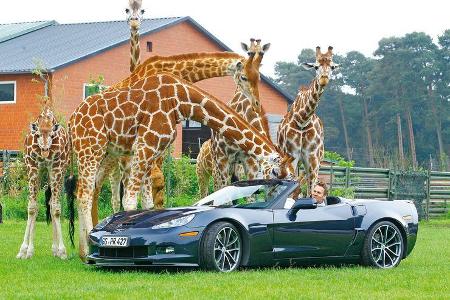Corvette C6, Hodenhagen, Giraffen