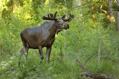Die zehn verrücktesten Tier-Safaris Die zehn verrücktesten Tier-Safaris