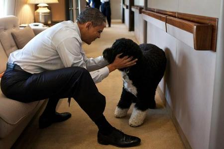 Eines der bekanntesten Fotos von Bo zeigt ihn 2011 mit Herrchen Barack Obama an Bord der Air Force One. Eines der bekanntesten Fotos von Bo zeigt ihn 2011 mit Herrchen Barack Obama an Bord der Air Force One.
