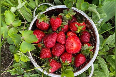Im Sieb bleiben Erdbeeren länger frisch. (Symbolbild) Im Sieb bleiben Erdbeeren länger frisch. (Symbolbild)