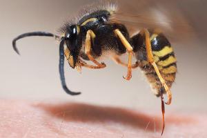 Bienen- und Wespenstiche: So reagiert man richtig
