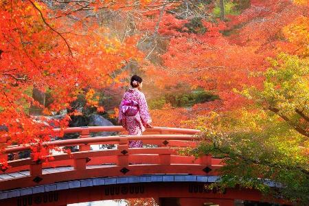 Wenn der Herbst das Land in Rottöne taucht, begehen die Japaner Momijigari. Wenn der Herbst das Land in Rottöne taucht, begehen die Japaner Momijigari.