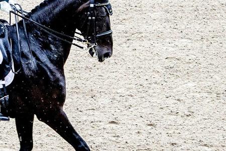 Galopp: Torquator Tasso gewinnt Grand Prix in Iffezheim Galopp: Torquator Tasso gewinnt Grand Prix in Iffezheim