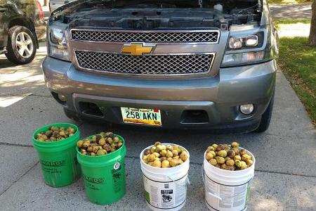 Eichhörnchen bunkert 75 Kilo Nüsse im Pick-up Eichhörnchen bunkert 75 Kilo Nüsse im Pick-up