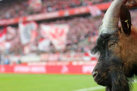 Trauer um Hennes VIII. - früheres FC-Vereinsmaskottchen eingeschläfert Trauer um Hennes VIII. - früheres FC-Vereinsmaskottchen eingeschläfert