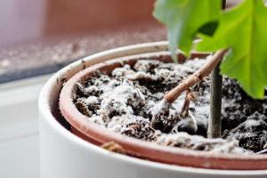 Das hilft bei weißen Flecken auf der Blumenerde