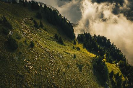 Schafherde von Calin Stan DJI_0126-1200x800.jpg
