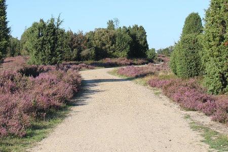 Von August bis September erstrahlt die Lüneburger Heide in einem satten Lila. Von August bis September erstrahlt die Lüneburger Heide in einem satten Lila.