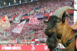 Nach 533 Tagen: Hennes IX. kehrt in Köln an den Spielfeldrand zurück
