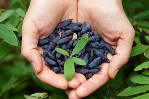 Haskap-Beere: Was steckt wirklich hinter dem Superfood-Trend?