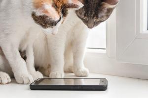 Weltkatzentag: Apps und Gadgets für Samtpfoten
