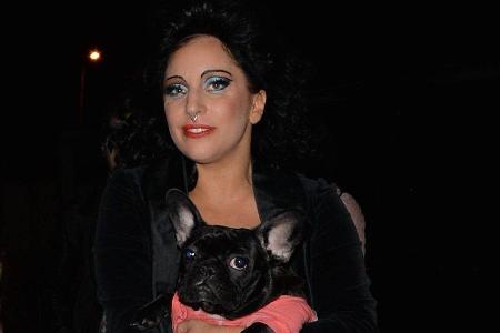 Lady Gaga mit einem ihrer geliebten Hunde. Lady Gaga mit einem ihrer geliebten Hunde.