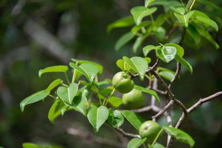 Der Manchinelbaum ist eine der heimtückischsten Pflanzen der Welt. In Südamerika wird sie 