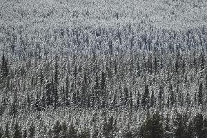 Erneuter Schneefall in Lake Louise: Auch Super-G abgesagt