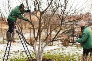 Gartenarbeit im Januar: Die Winterruhe richtig nutzen