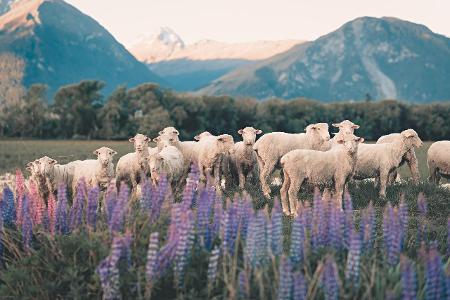 Sicherste Länder Neuseeland Schafe Sicherste Länder Neuseeland Schafe