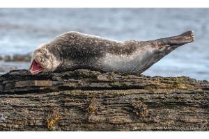 Achtung, fertig, lachen: Diese Tierfotos sind Comedy pur!