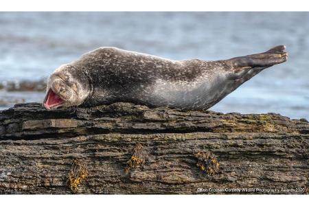 Comedy Wildlife Photography Awards 2020 grinsender Fisch Comedy Wildlife Photography Awards 2020 grinsender Fisch