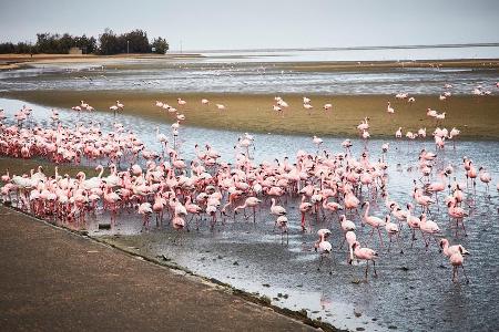 Fürs Auge: Ein Schwarm von Pink Flamingos am Wegesrand