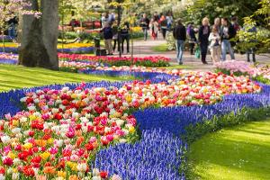 Tulpenparadies Keukenhof: Hier erwacht der Frühling