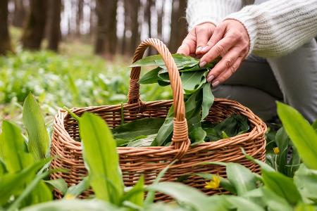 Vorsicht, Verwechslungsgefahr! Wichtige Tipps für die Bärlauch-Saison Vorsicht, Verwechslungsgefahr! Wichtige Tipps für die Bärlauch-Saison