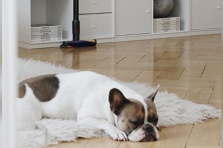 So lässt sich Hausstaub effektiv bekämpfen So lässt sich Hausstaub effektiv bekämpfen