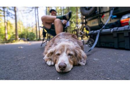 Happy sleepy dog camping with family