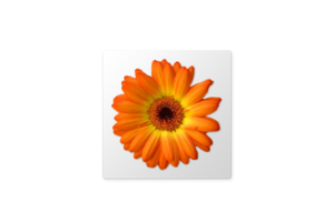 Artweaver: Das kreative Mal- und Zeichenprogramm mit vielen Features
