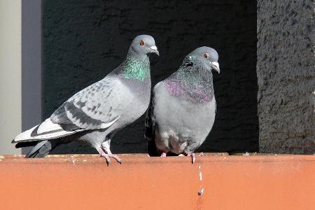 Tauben auf einem Balkon Tauben auf einem Balkon