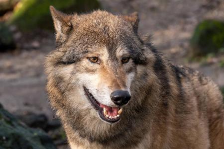 Wolf und Co.: Diese wilden Tiere leben in Deutschland Wolf und Co.: Diese wilden Tiere leben in Deutschland