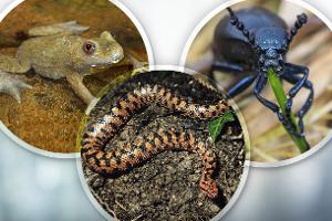 Diese giftigen Tiere gibt es in Deutschland