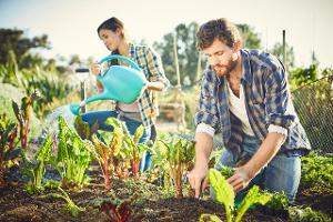 Projekt 2017: So legen Sie Ihren eigenen Gemüsegarten an