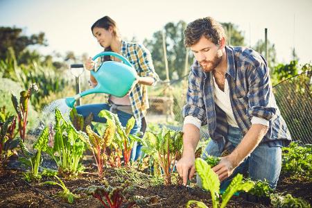 Projekt 2017: So legen Sie Ihren eigenen Gemüsegarten an Projekt 2017: So legen Sie Ihren eigenen Gemüsegarten an