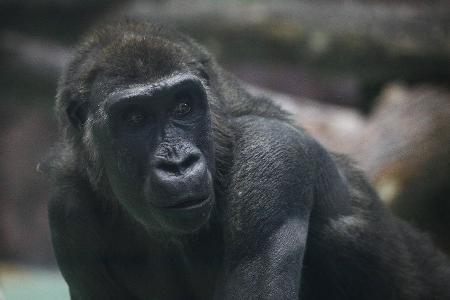 Diese Tiere wird es schon bald nicht mehr geben Diese Tiere wird es schon bald nicht mehr geben