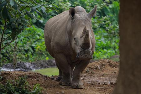 Diese Tiere wird es schon bald nicht mehr geben