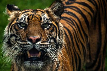 Diese Tiere wird es schon bald nicht mehr geben