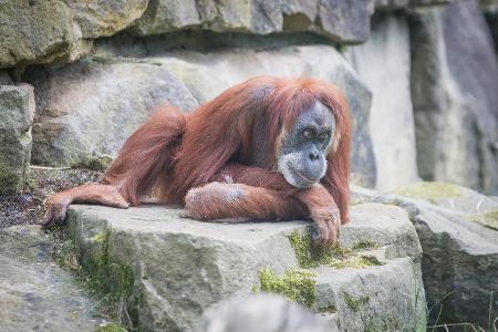 Diese Tiere wird es schon bald nicht mehr geben