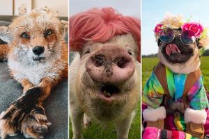 Diese Vierbeiner sind bei Instagram tierisch erfolgreich