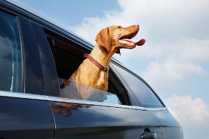 So krass verläuft die Hitzeentwicklung im Auto