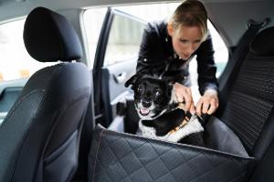 Wie Sie mit Tieren im Auto maximal sicher unterwegs sind