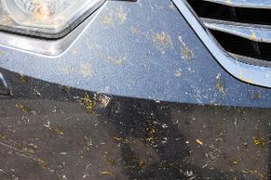 Insektenreste auf Auto