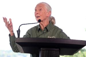 Dr. Jane Goodall bekommt eigene Barbie-Puppe