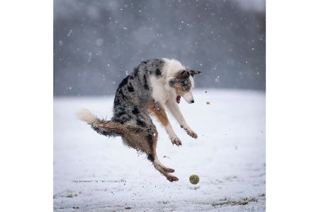 Diese Tierfotos der Comedy Pet Photo Awards 2022 bringen Sie zum Lachen