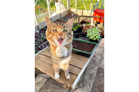Diese Tierfotos der Comedy Pet Photo Awards 2022 bringen Sie zum Lachen